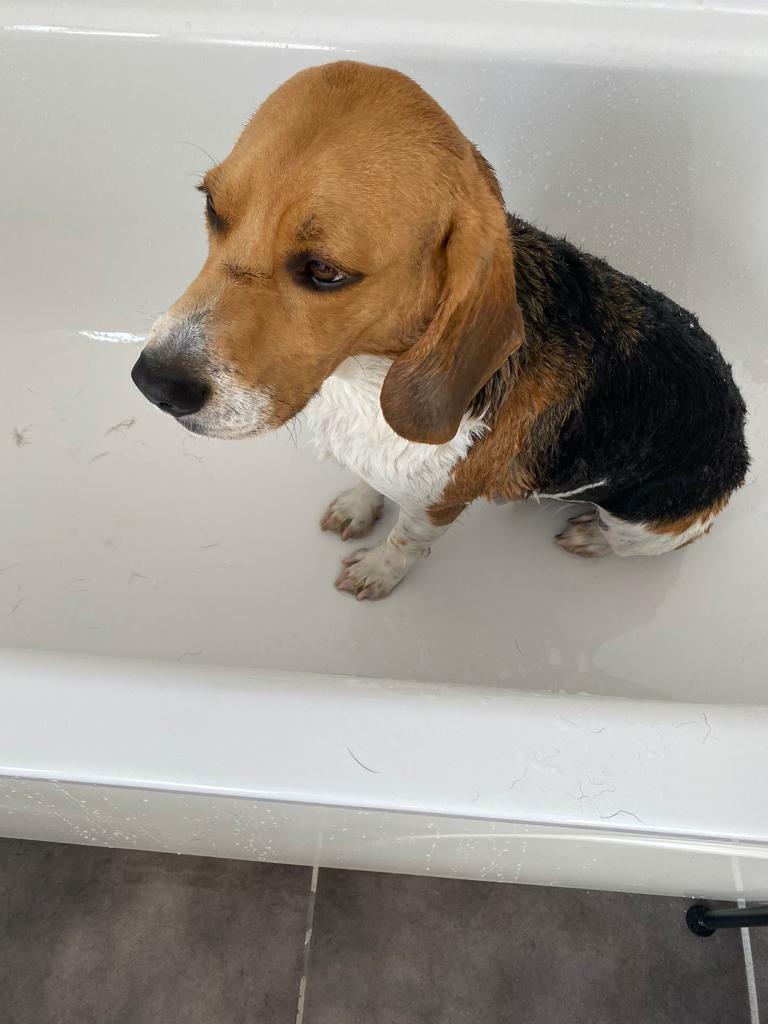 beagle for sale gumtree